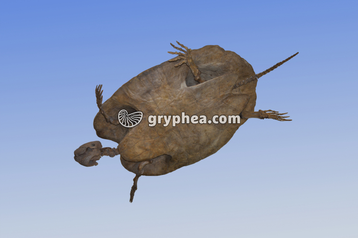 Tortue fossile (Stupendemys geographicus, 5 Ma) - gryphea.org